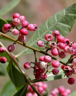 Fotografia 12 da espécie Schinus terterebinthifolia no Jardim Botânico UTAD