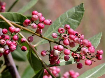 Fotografia da espécie Schinus terterebinthifolia