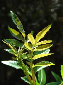 Fotografia da espécie Schinus terterebinthifolia