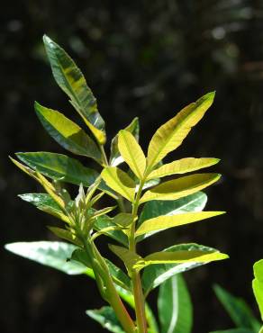 Fotografia 13 da espécie Schinus terterebinthifolia no Jardim Botânico UTAD