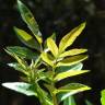 Fotografia 13 da espécie Schinus terterebinthifolia do Jardim Botânico UTAD