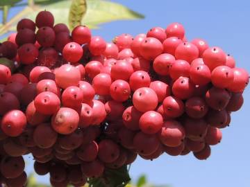 Fotografia da espécie Schinus terterebinthifolia