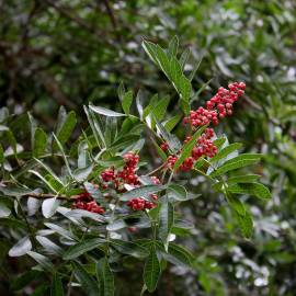 Fotografia da espécie Schinus terterebinthifolia