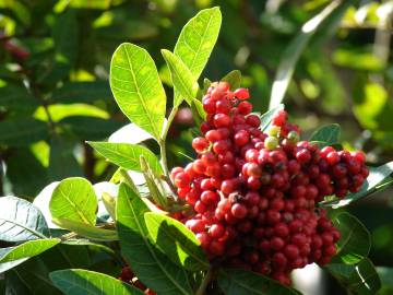 Fotografia da espécie Schinus terterebinthifolia