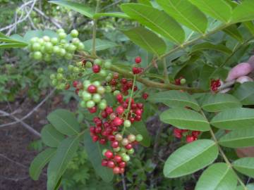 Fotografia da espécie Schinus terterebinthifolia