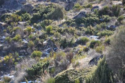 Fotografia da espécie Genista cinerascens