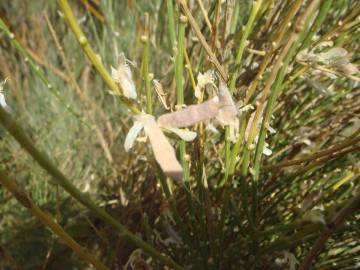 Fotografia da espécie Genista cinerascens