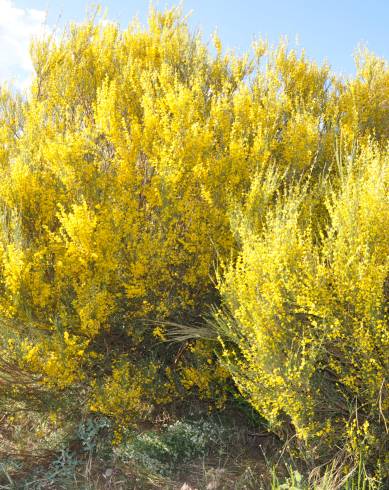 Fotografia de capa Genista cinerascens - do Jardim Botânico