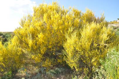 Fotografia da espécie Genista cinerascens