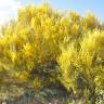 Fotografia 1 da espécie Genista cinerascens do Jardim Botânico UTAD