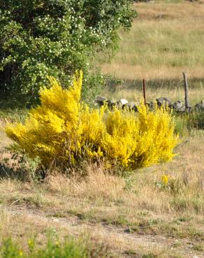 Fotografia 9 da espécie Genista cinerascens no Jardim Botânico UTAD