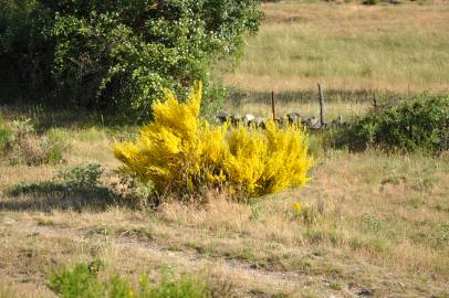 Fotografia da espécie Genista cinerascens