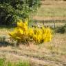 Fotografia 9 da espécie Genista cinerascens do Jardim Botânico UTAD