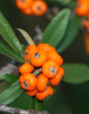 Fotografia 4 da espécie Pyracantha angustifolia no Jardim Botânico UTAD