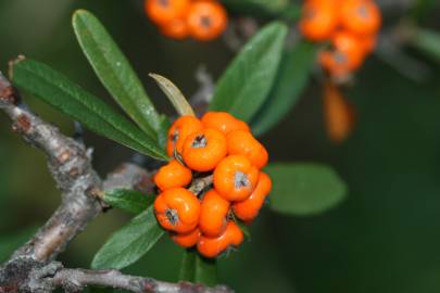 Fotografia da espécie Pyracantha angustifolia