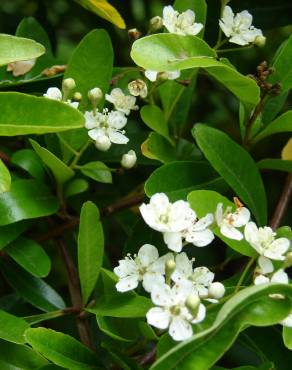 Fotografia 9 da espécie Pyracantha angustifolia no Jardim Botânico UTAD