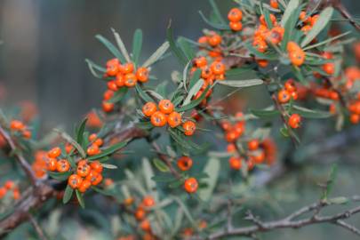 Fotografia da espécie Pyracantha angustifolia