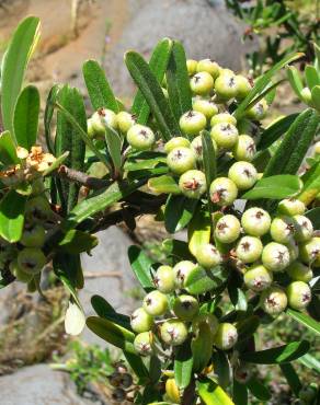 Fotografia 10 da espécie Pyracantha angustifolia no Jardim Botânico UTAD