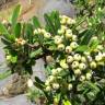 Fotografia 10 da espécie Pyracantha angustifolia do Jardim Botânico UTAD