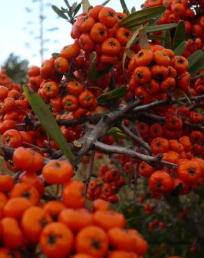 Fotografia 11 da espécie Pyracantha angustifolia no Jardim Botânico UTAD