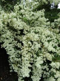 Fotografia da espécie Pyracantha angustifolia