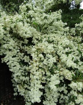 Fotografia 12 da espécie Pyracantha angustifolia no Jardim Botânico UTAD