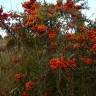 Fotografia 13 da espécie Pyracantha angustifolia do Jardim Botânico UTAD