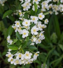 Fotografia da espécie Pyracantha angustifolia