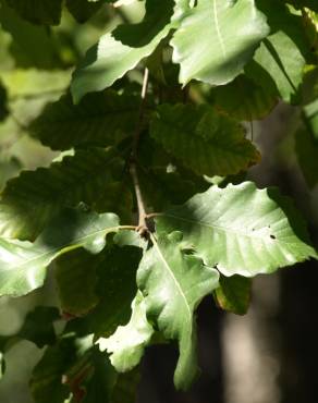 Fotografia 6 da espécie Quercus canariensis no Jardim Botânico UTAD