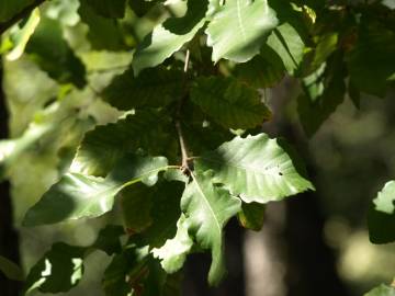 Fotografia da espécie Quercus canariensis