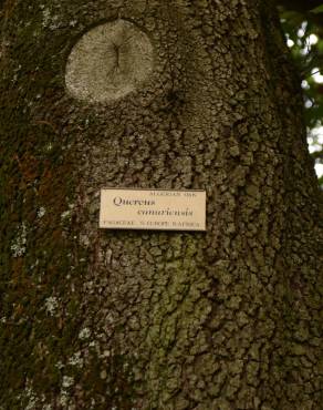 Fotografia 7 da espécie Quercus canariensis no Jardim Botânico UTAD