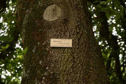 Fotografia da espécie Quercus canariensis