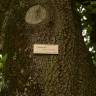 Fotografia 7 da espécie Quercus canariensis do Jardim Botânico UTAD