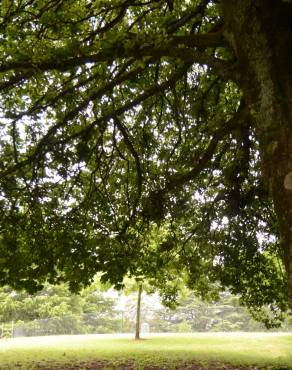 Fotografia 8 da espécie Quercus canariensis no Jardim Botânico UTAD