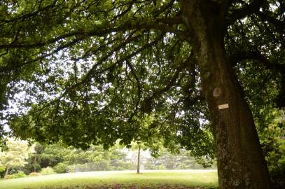 Fotografia da espécie Quercus canariensis