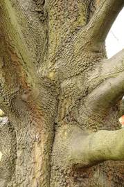 Fotografia da espécie Quercus castaneifolia