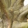 Fotografia 4 da espécie Quercus castaneifolia do Jardim Botânico UTAD