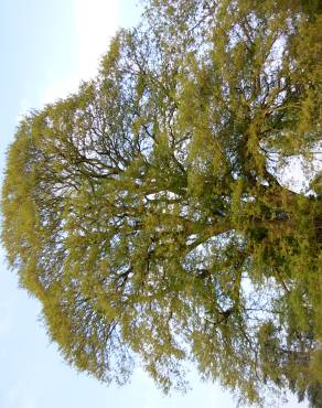 Fotografia 5 da espécie Quercus castaneifolia no Jardim Botânico UTAD