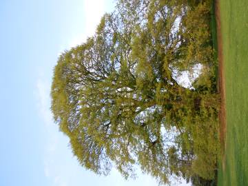 Fotografia da espécie Quercus castaneifolia