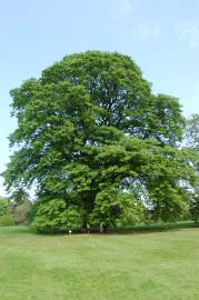 Fotografia da espécie Quercus castaneifolia