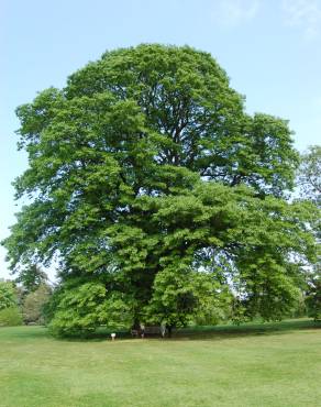 Fotografia 6 da espécie Quercus castaneifolia no Jardim Botânico UTAD