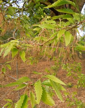 Fotografia 7 da espécie Quercus castaneifolia no Jardim Botânico UTAD