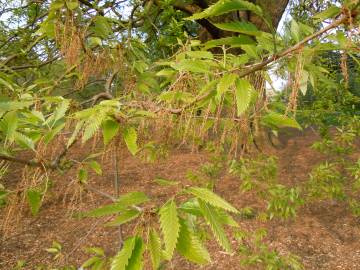 Fotografia da espécie Quercus castaneifolia