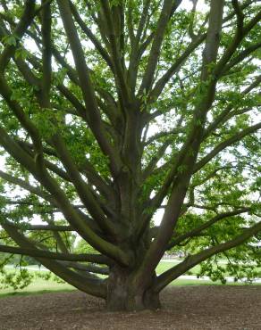 Fotografia 9 da espécie Quercus castaneifolia no Jardim Botânico UTAD