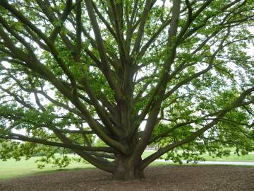 Fotografia da espécie Quercus castaneifolia