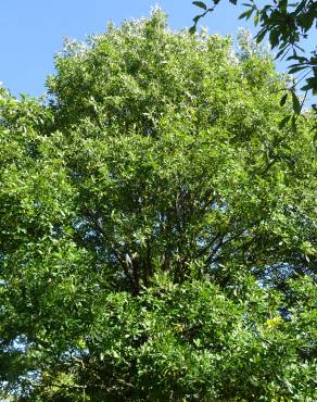 Fotografia 10 da espécie Quercus castaneifolia no Jardim Botânico UTAD