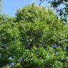 Fotografia 10 da espécie Quercus castaneifolia do Jardim Botânico UTAD