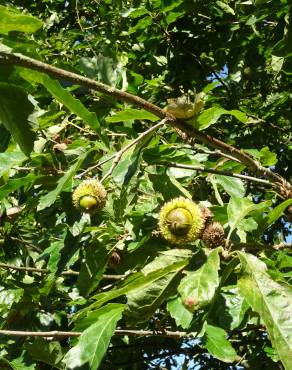 Fotografia 11 da espécie Quercus castaneifolia no Jardim Botânico UTAD