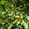 Fotografia 11 da espécie Quercus castaneifolia do Jardim Botânico UTAD