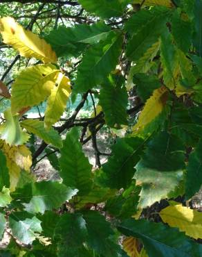 Fotografia 12 da espécie Quercus castaneifolia no Jardim Botânico UTAD